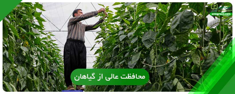 مشاوره کشت گلخانه ای