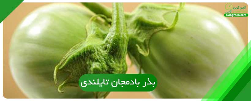 بذر بادمجان تایلندی