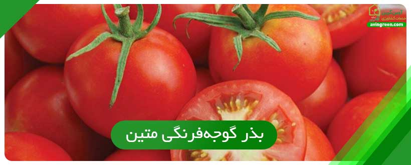 بذر گوجه‌فرنگی متین