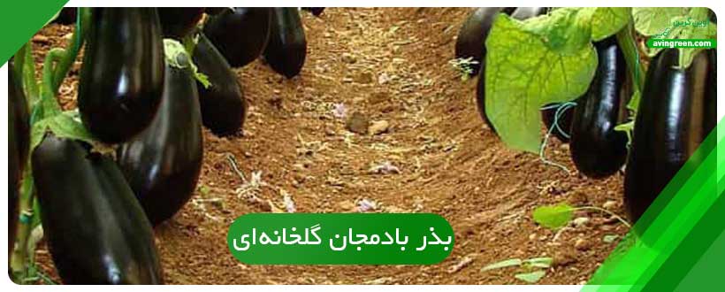 بذر بادمجان گلخانه‌ای