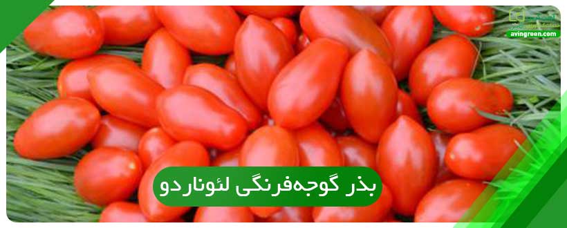 بذر گوجه‌فرنگی لئوناردو