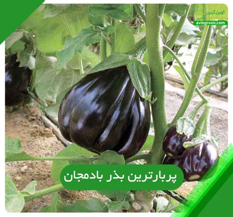 پربارترین بذر بادمجان کدام است؟ آشنایی با 5 نوع بذر بادمجان