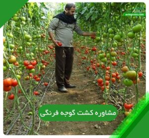 مشاوره کشت گوجه فرنگی