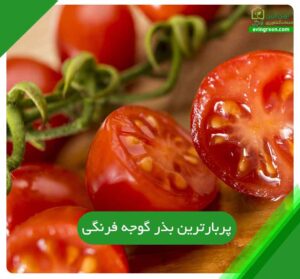پربارترین بذر گوجه فرنگی