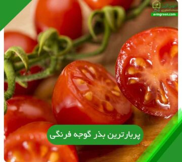 پربارترین بذر گوجه فرنگی
