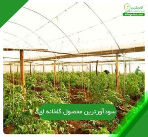 سودآورترین محصول گلخانه ای