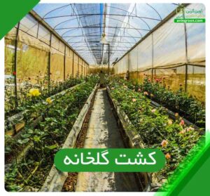 کشت گلخانه