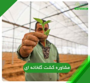 مشاوره کشت گلخانه ای