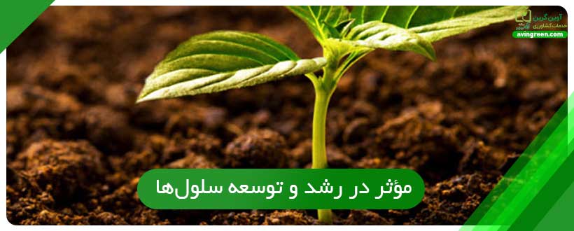 نقش آهن در رشد گیاه
