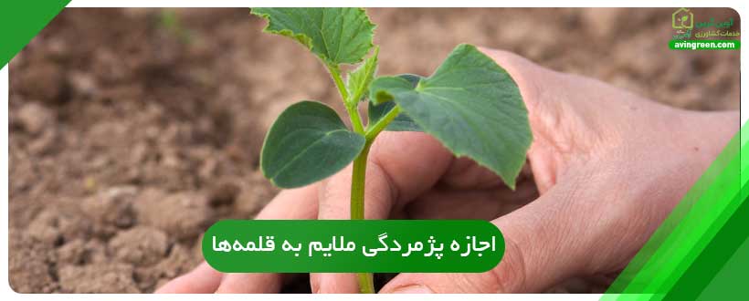اجازه پژمردگی ملایم به قلمه‌ها