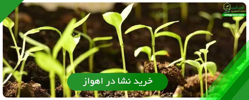 نشا چیست ؟ انواع نشاء مختلف - خرید + لیست قیمت 10 مدل نشا...