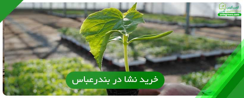 نشا چیست ؟ انواع نشاء مختلف - خرید + لیست قیمت 10 مدل نشا...
