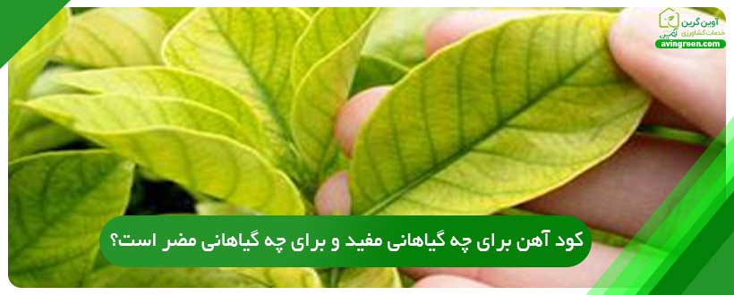 نقش آهن در رشد گیاه