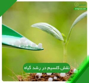 نقش کلسیم در رشد گیاه
