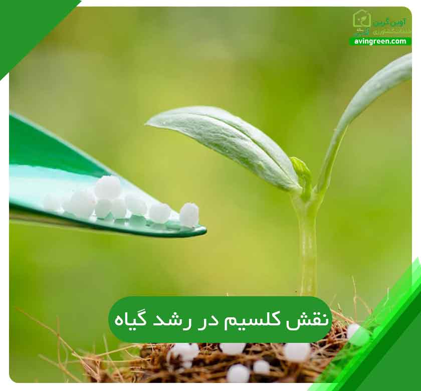 نقش کلسیم در رشد گیاه