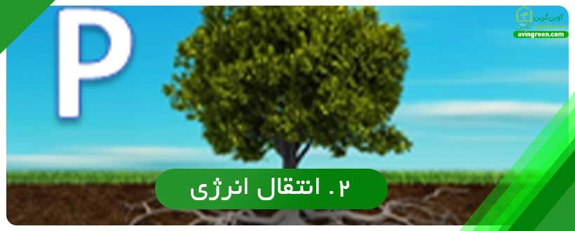 نقش فسفر در رشد گیاه