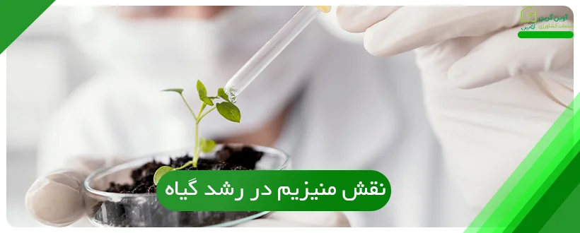 با نقش منیزیم در رشد گیاه آشنا شوید!