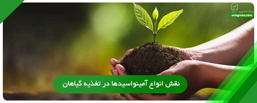 نقش انواع آمینواسیدها در تغذیه گیاهان