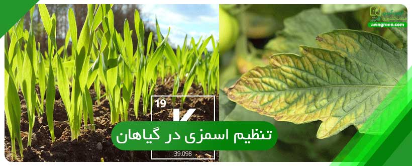 نقش پتاسیم در رشد گیاه