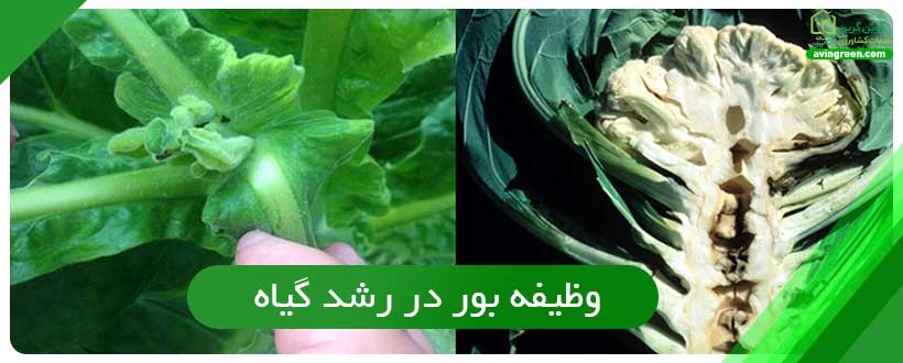 وظیفه بور در رشد گیاه