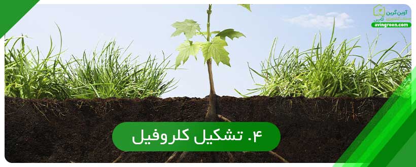 تشکیل کلروفیل