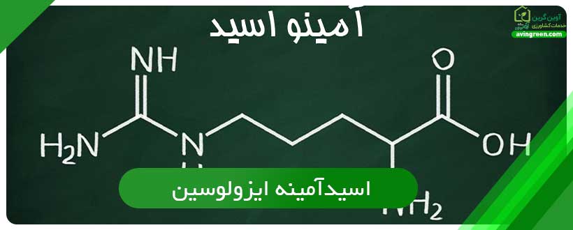 اسیدآمینه ایزولوسین