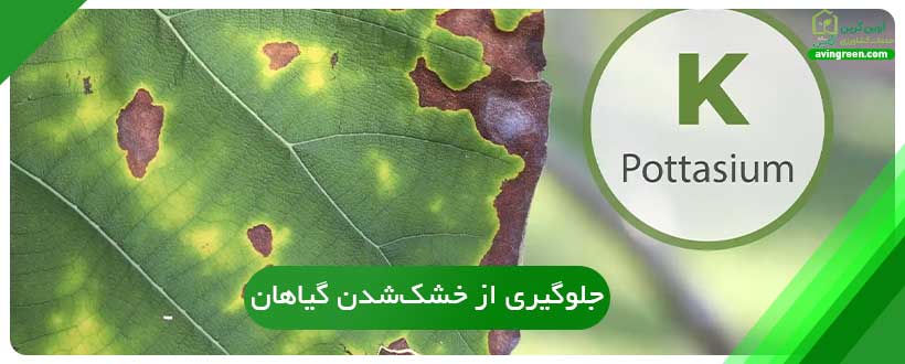 جلوگیری از خشک‌شدن گیاهان