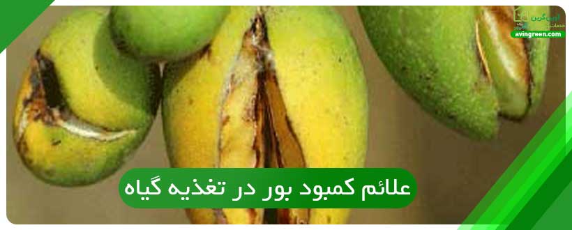 علائم کمبود بور در تغذیه گیاه