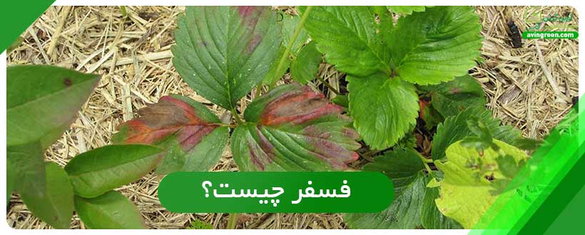 فسفر چیست؟