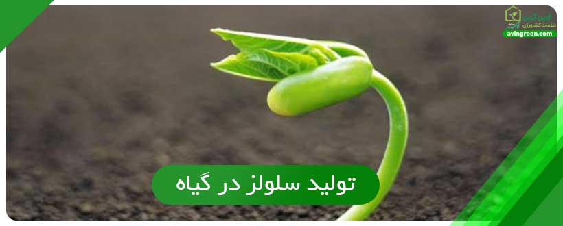 تولید سلولز در گیاه