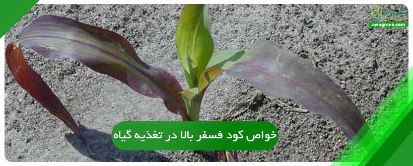 خواص کود فسفر بالا در تغذیه گیاه