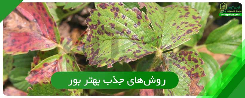 روش‌های جذب بهتر بور