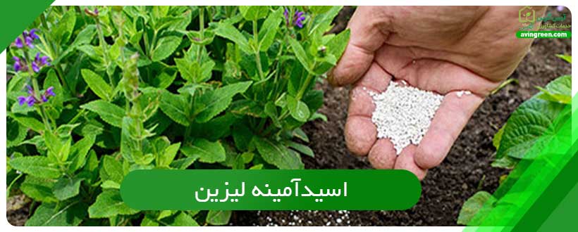 اسیدآمینه هیستیدین
