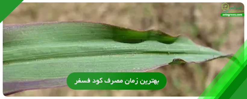 بهترین زمان مصرف کود فسفر