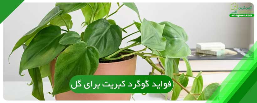 فواید گوگرد کبریت برای گل