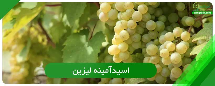 اسیدآمینه آلانین