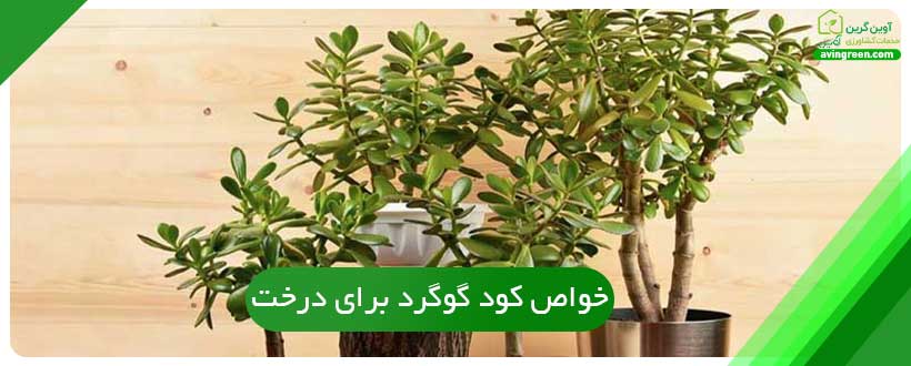 خواص کود گوگرد برای درخت