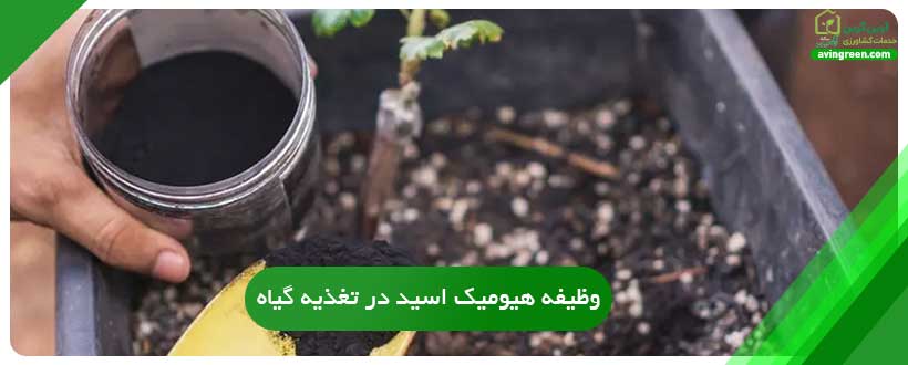 وظیفه هیومیک اسید در تغذیه گیاه
