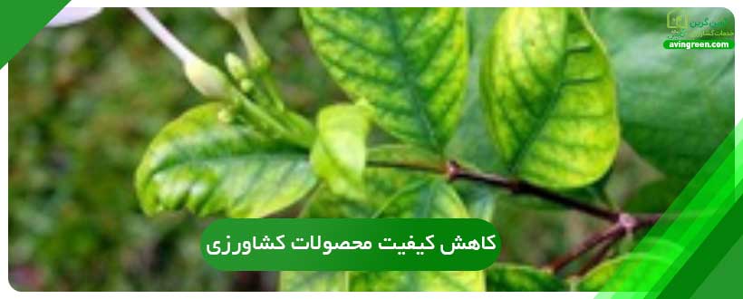 کاهش کیفیت محصولات کشاورزی