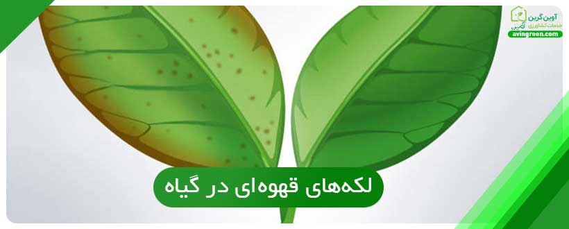 لکه‌های قهوه‌ای در گیاه