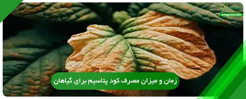 زمان و میزان مصرف کود پتاسیم برای گیاهان
