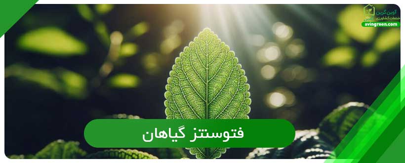 فتوسنتز گیاهان
