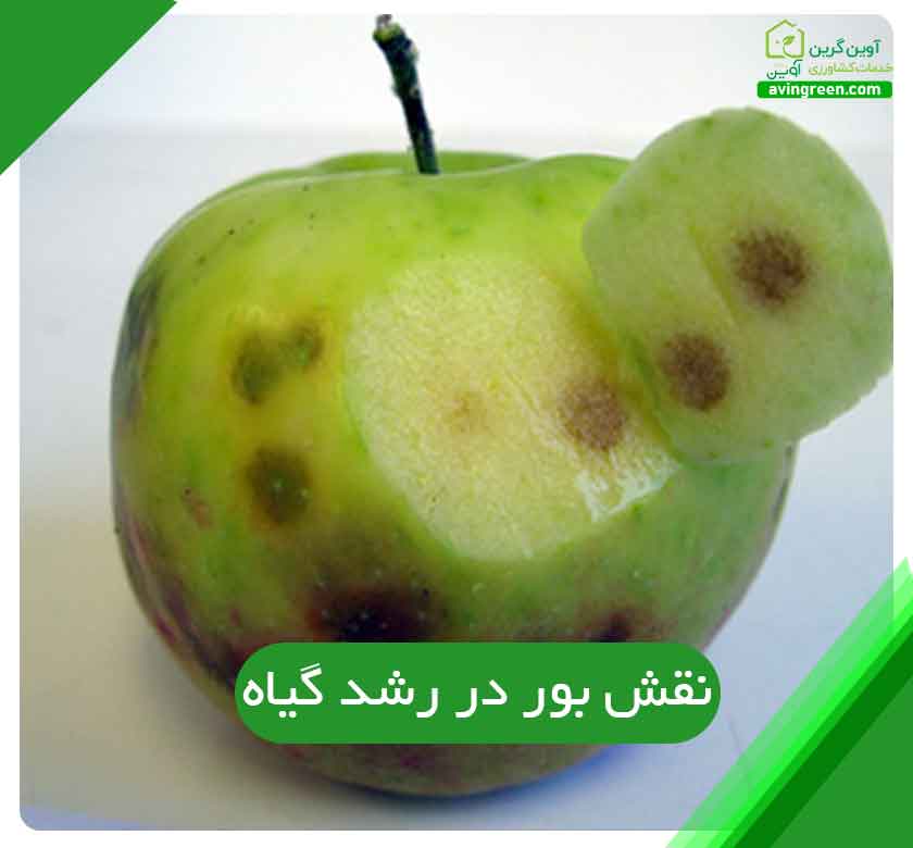 نقش بور در رشد گیاه