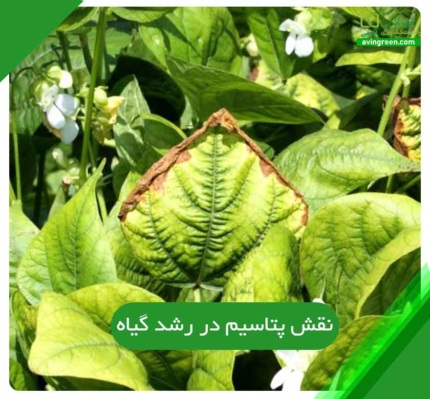 نقش پتاسیم در تغذیه گیاه