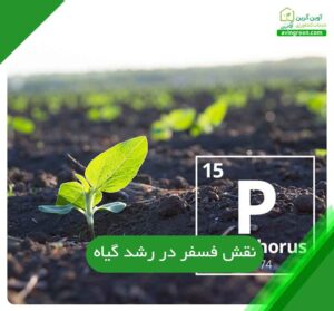 نقش فسفر در رشد گیاه
