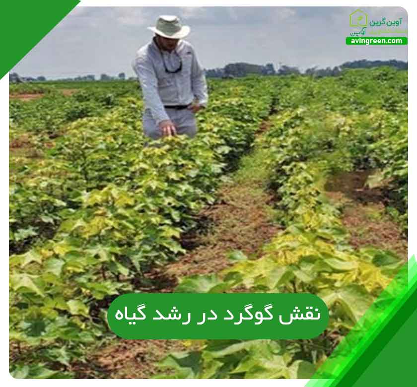 نقش گوگرد در رشد گیاه