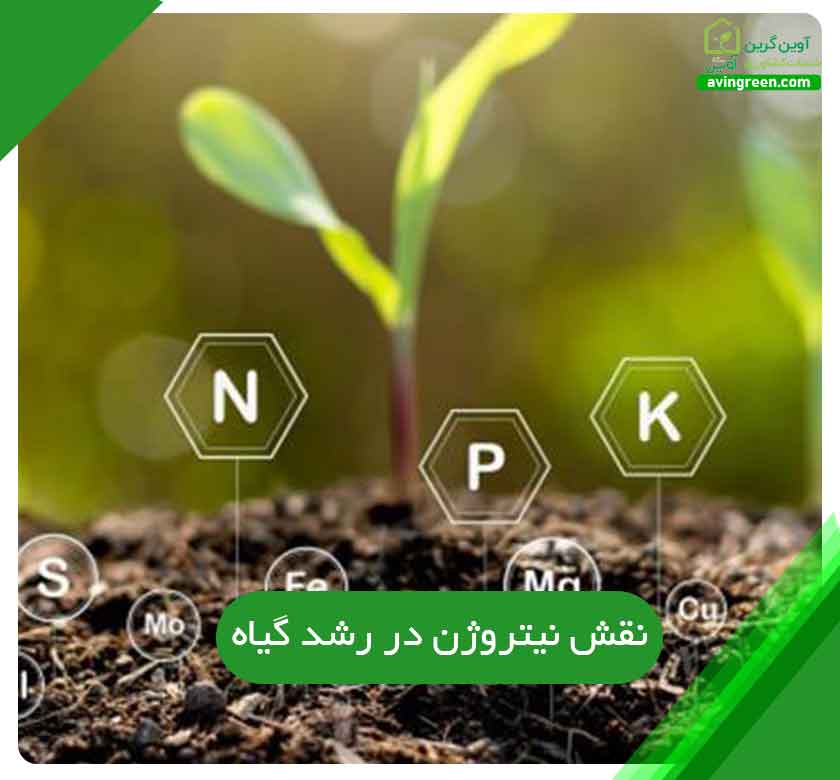 نقش نیتروژن در رشد گیاه