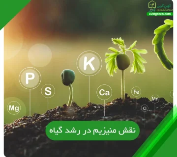 نقش منیزیم در رشد گیاه