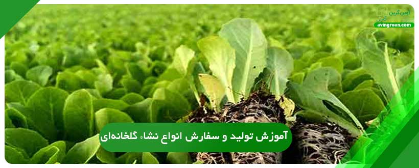 آموزش تولید و سفارش انواع نشاء گلخانه‌ای