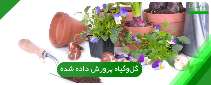 نوع گل‌وگیاه پرورش داده شده